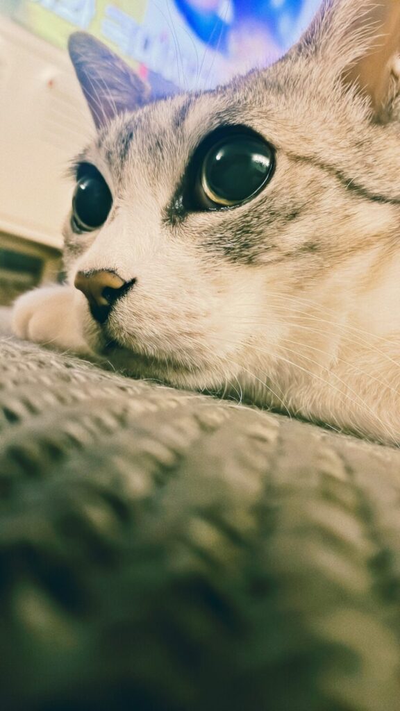 고양이 네이